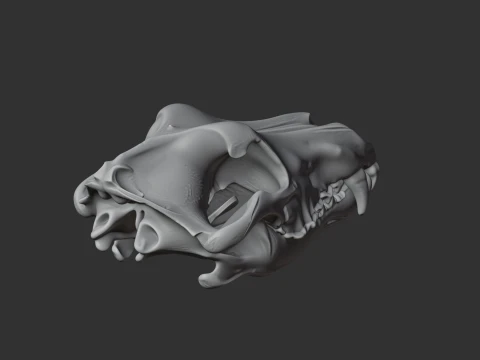Arctic Wolf Skull 3D Model