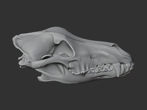 Arctic Wolf Skull 3D Model