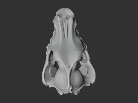 Arctic Wolf Skull 3D Model