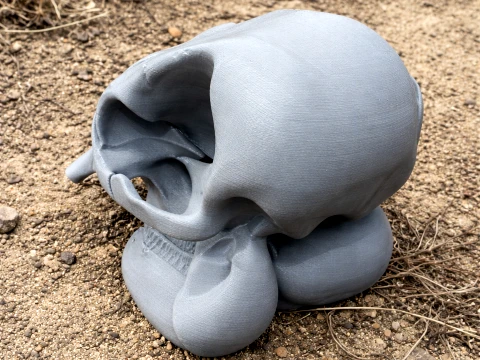 Asian Elephant Skull 3D Model