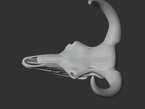 Aurochs Skull 3D Model
