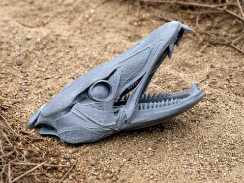 바라쿠다 해골 3D 모델