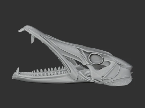 Barracuda Skull 3D Model