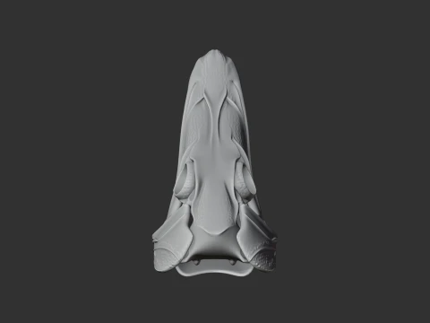 Barracuda Skull 3D Model