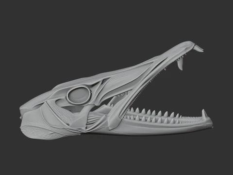 Barracuda Skull 3D Model