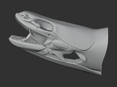 Bichir Ornate Skull 3D Model