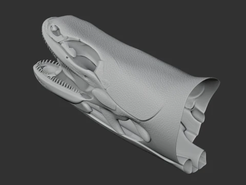 Bichir Ornate Skull 3D Model