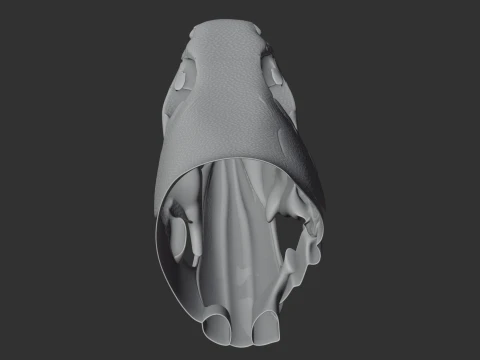 Bichir Ornate Skull 3D Model