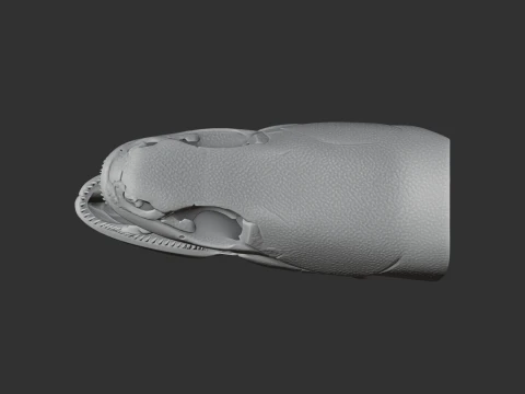 Bichir Ornate Skull 3D Model