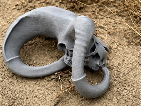 オオツノヒツジの頭蓋骨 3Dモデル