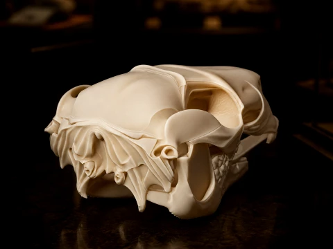 Black Wallaroo Skull 3D Model