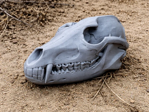 Black-backed Jackal Skull 3D Model