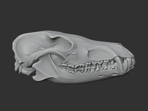 Black-backed Jackal Skull 3D Model