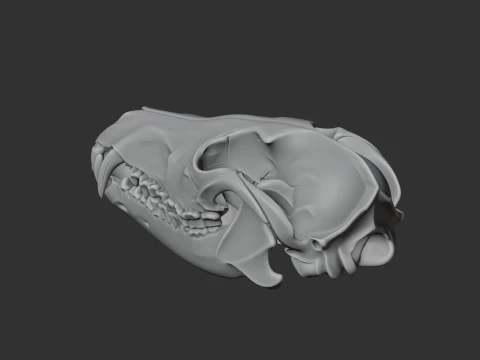 Black-backed Jackal Skull 3D Model