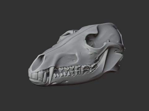 Black-backed Jackal Skull 3D Model