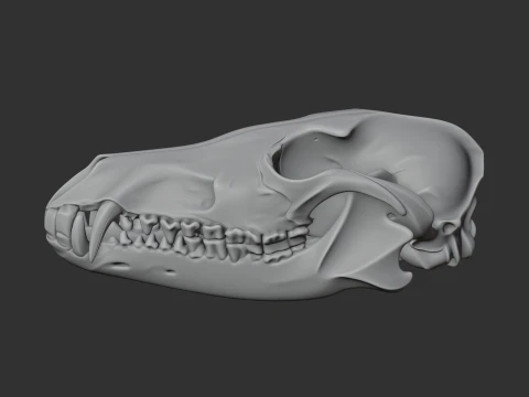 Black-backed Jackal Skull 3D Model