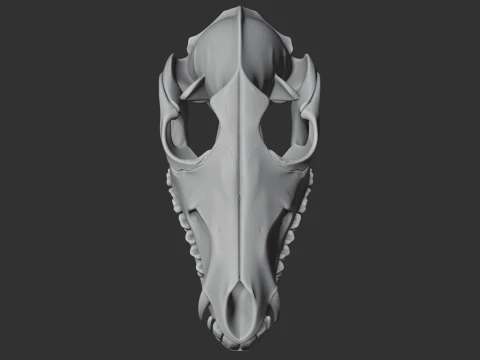 Black-backed Jackal Skull 3D Model