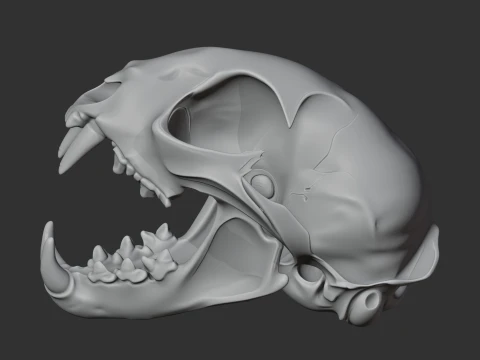 Bobcat Skull 3D Model