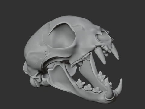 Bobcat Skull 3D Model