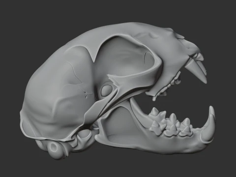 Bobcat Skull 3D Model