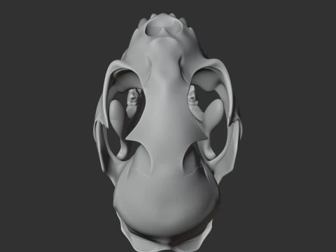 Bobcat Skull 3D Model