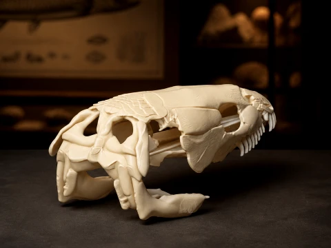 Bowfin Amia calva Cr&acirc;ne Modèle 3D
