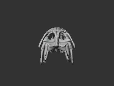 Bowfin Amia calva Skull 3D Model