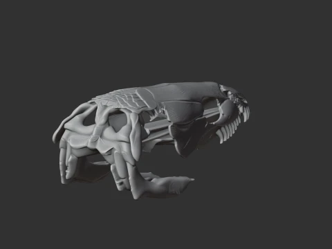 Bowfin Amia calva Skull 3D Model