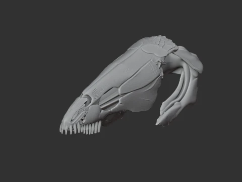 Bowfin Amia calva Skull 3D Model
