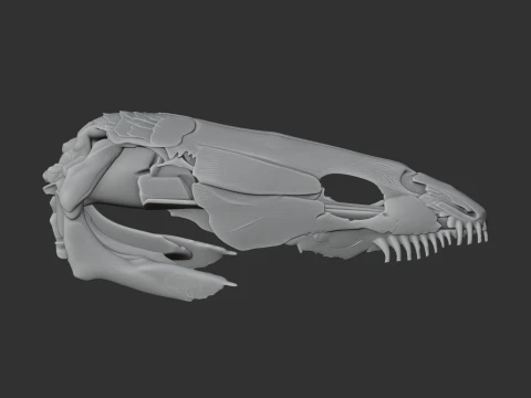 Bowfin Amia calva Skull 3D Model