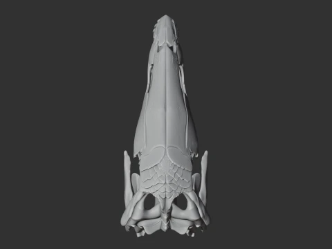 Bowfin Amia calva Skull 3D Model
