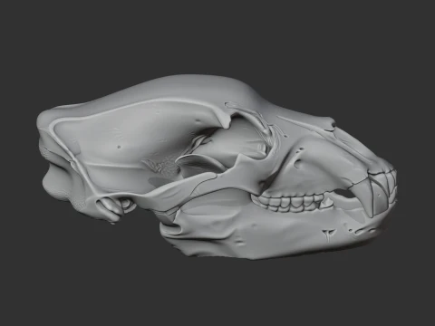 Brown Bear Skull 3D Model
