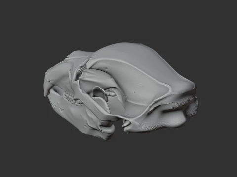 Brown Bear Skull 3D Model
