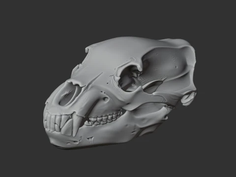 Brown Bear Skull 3D Model