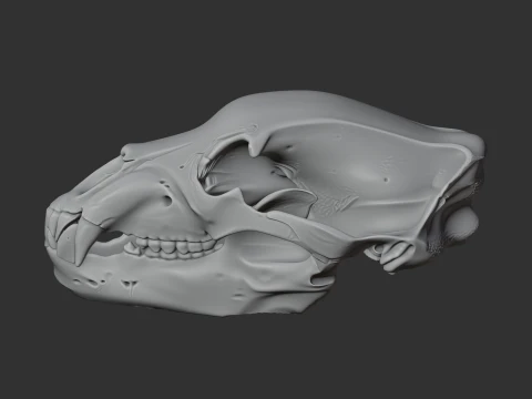Brown Bear Skull 3D Model