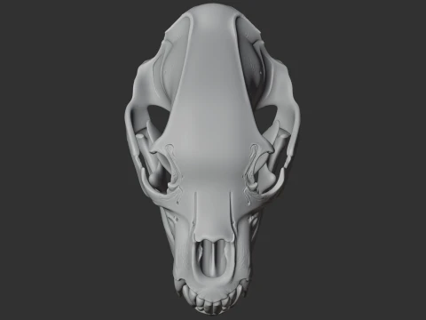 Brown Bear Skull 3D Model