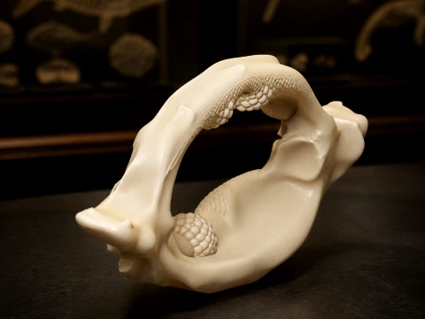 Bowmouth Guitarfish Skull 3D Model
