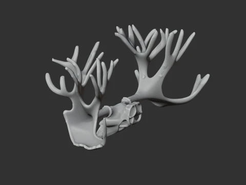 Cervalces Skull 3D Model