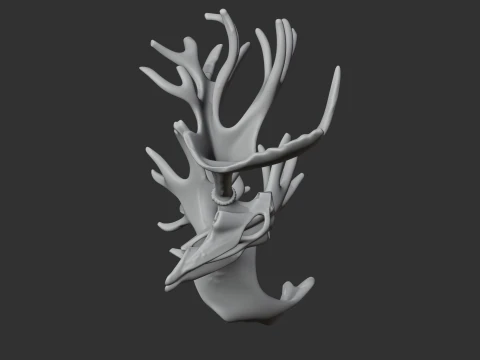 Cervalces Skull 3D Model