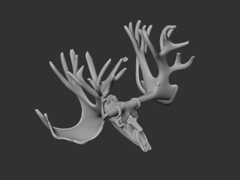 Cervalces Skull 3D Model