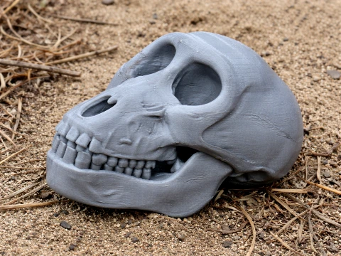 Teschio di babbuino Chacma Modello 3D