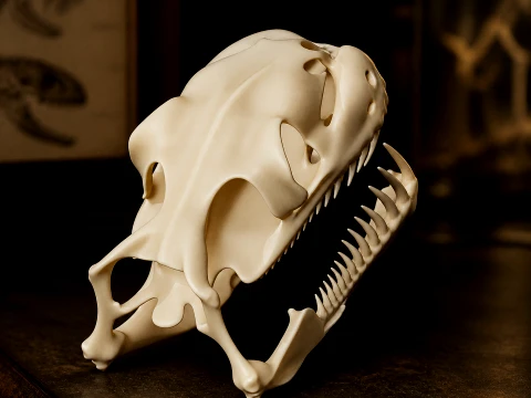 Childrens Python Skull 3D Model