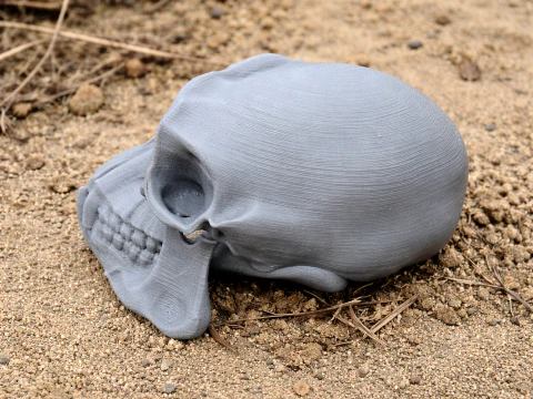Chimpanzee Skull 3D Model