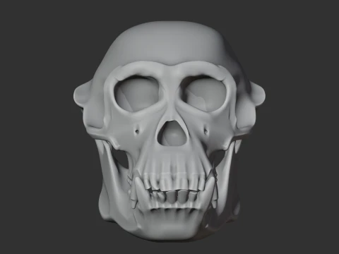 Chimpanzee Skull 3D Model