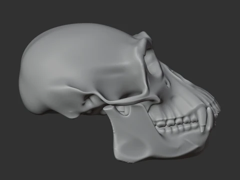Chimpanzee Skull 3D Model