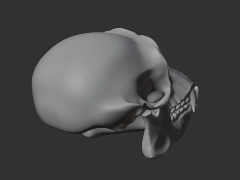 Chimpanzee Skull 3D Model