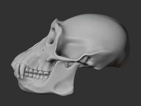 Chimpanzee Skull 3D Model