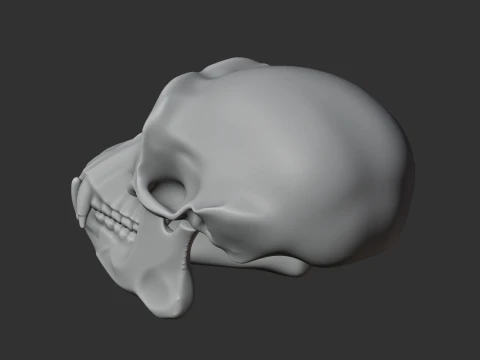Chimpanzee Skull 3D Model