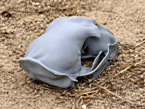 Cr&acirc;ne chital Modèle 3D