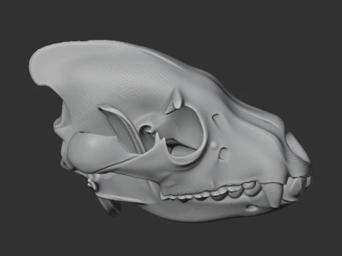 Brown Hyena Skull 3D Model